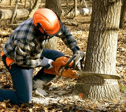 Tree Removal in Leeds, ME